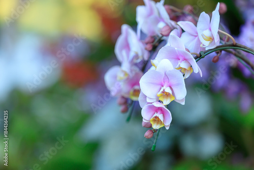 Beautiful orchid flowers blooming in garden, Close up of orchid