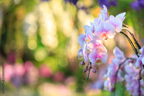 Beautiful orchid flowers blooming in garden, Close up of orchid