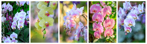 Beautiful orchid flowers blooming in garden, Close up of orchid