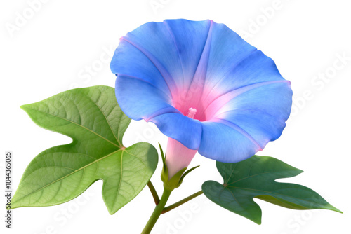 Blue Morning Glory Flower with Green Leaves