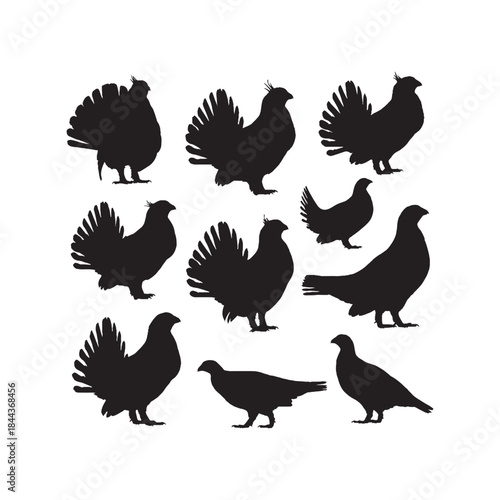 Photos Sage Grouse Silhouettes Collection,Sage Grouse Silhouettes,Vector Sage Grouse Si