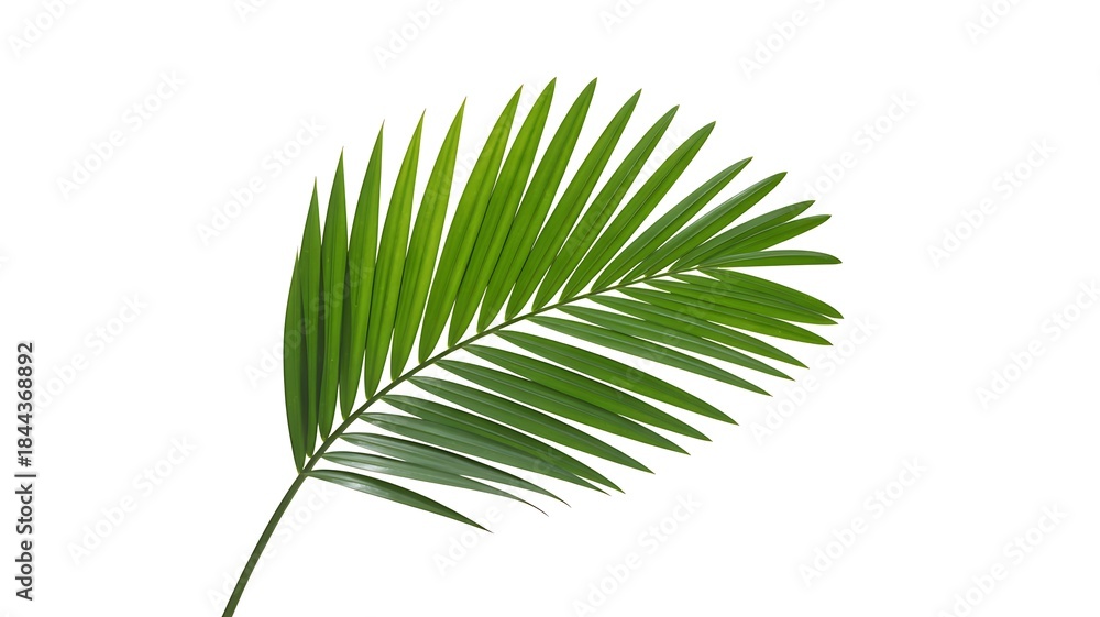 Obraz premium palm leaf isolated on white background.