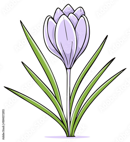 Vibrant spring crocus flower with green leaves a simple vector illustration