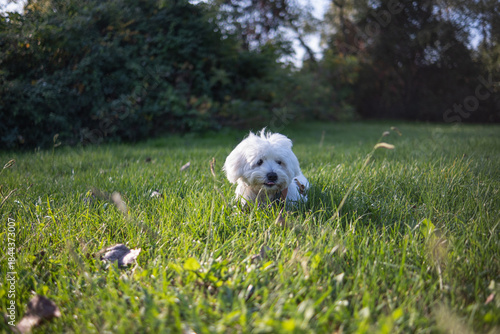 A beautiful white Maltese puppy lies in the grass on a lawn on a sunny summer day