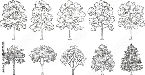 Detailed Vector Illustrations of Various Tree Species in Black and White, Line Art Style, Isolated on White Background