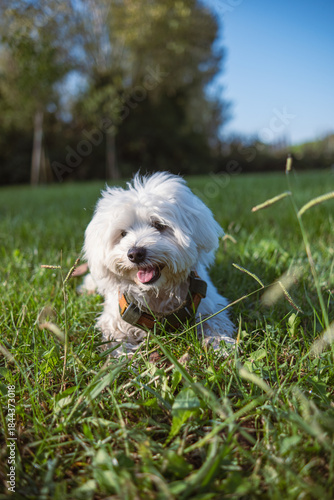 A beautiful white Maltese puppy lies in the grass on a lawn on a sunny summer day