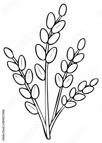Willow branch illustration in black and white with oval leaves