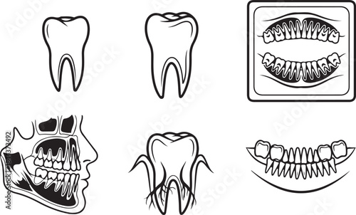 Black and white illustrations of human teeth and dental anatomy Keywords: teeth, tooth, dental, dentistry, anatomy, human, mouth, jaw, skull