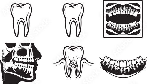 Dental Anatomy and X-ray Illustrations Line Art tooth molar