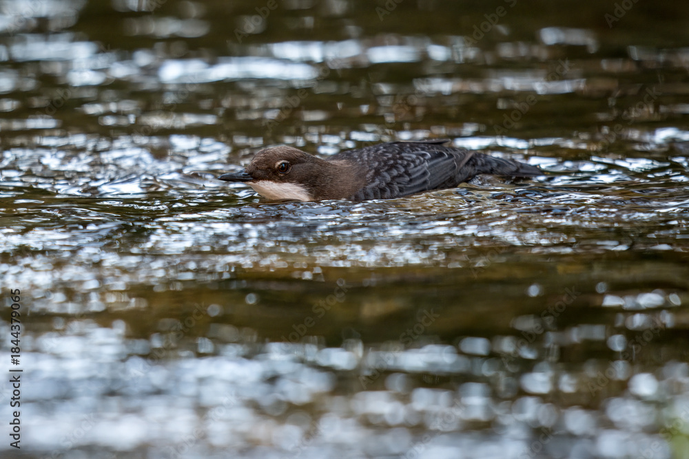 Fototapeta premium Dipper swimming in clear river