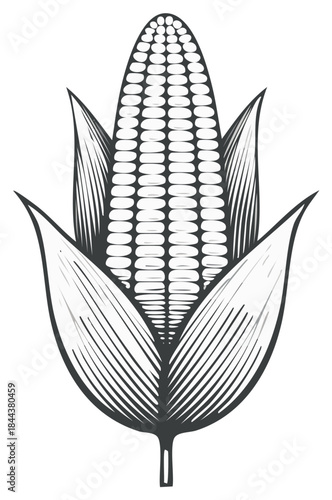 Vintage Engraved Corn Cob with Leaves Illustration