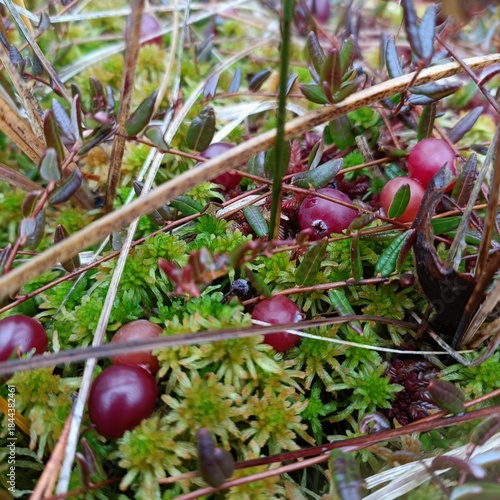 Wild cranberries hidden in green moss
