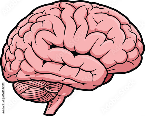 Detailed illustrated human brain anatomy showing cerebral cortex cerebellum brainstem medical neuroscience education vector icon isolated pink diagram biology science