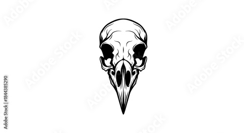 Monochrome depiction of a bird skull on a white background representing mortality