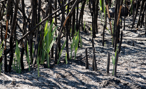 Green growths emerging from burnt land showing nature resilience. New life plants