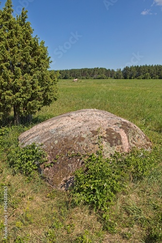Close-up of Aljava Ukukivi (Offering stone of Uku) boulder with juniper tree beside it in a grassy field, surrounded by low-lying vegetation and a backdrop of a forest line in sunny summer weather wit