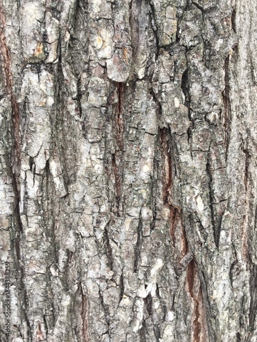 Tree Bark Texture Background