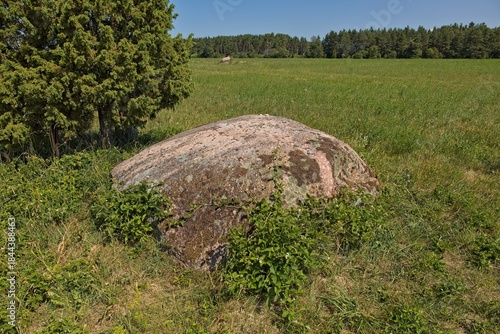 Close-up of Aljava Ukukivi (Offering stone of Uku) boulder with juniper tree beside it in a grassy field, surrounded by low-lying vegetation and a backdrop of a forest line in sunny summer weather wit