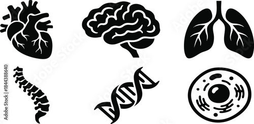 Human Internal Organs and Biology Vector Icons Set