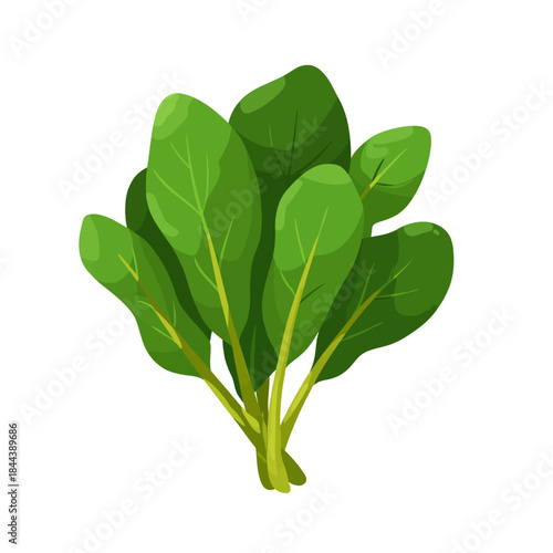 Fresh green spinach leaves illustration isolated on a white background design