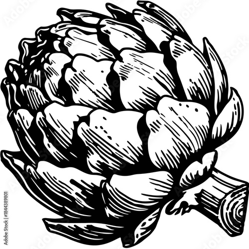 Artichoke illustration detailed black and white vector graphic for design