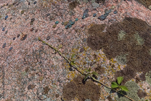 Close-up of Aljava Ukukivi (Offering stone of Uku) boulder with offering coins left on rock in sunny summer weather, Muhu, Estonia.