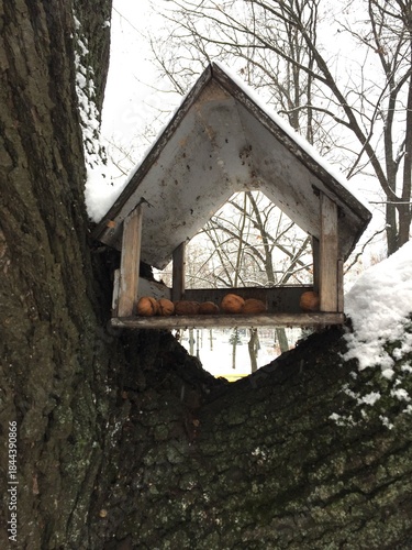 Wooden Bird Feeder with Nuts in Winter Forest