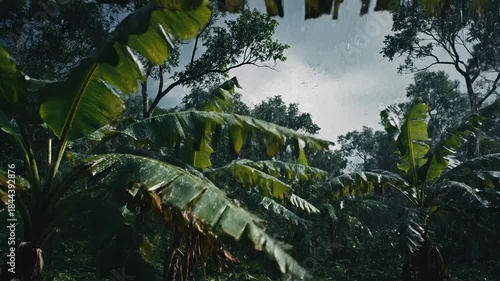 Dynamic wide shot of massive green jungle banana leaves violently shaking and rustling in a sudden gust of strong, dark, stormy wind with dramatic shadows abstract, massive, power