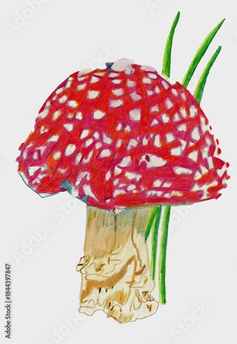A hand-drawn toadstool mushroom with many details.