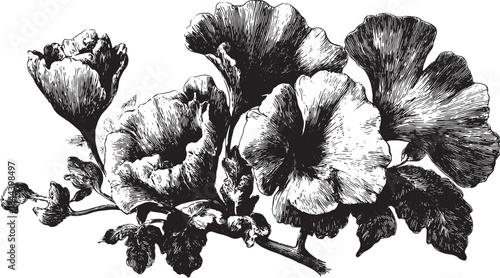 Vintage botanical flower illustration in black and white. Detailed design showcasing flora elements for art and print applications. Hand-drawn vector illustration.