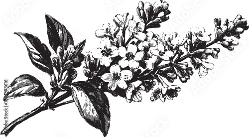 Botanical illustration of a flower bloom on a branch. Black and white drawing with detailed leaves. This vector art emphasizes natural elegance.