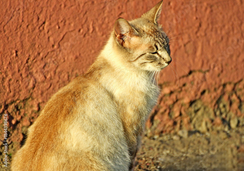 Cat sitting half-side, covering his eyes in the sunset.