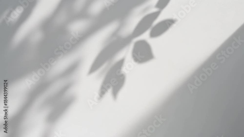 Leaf Shadows on White Wall