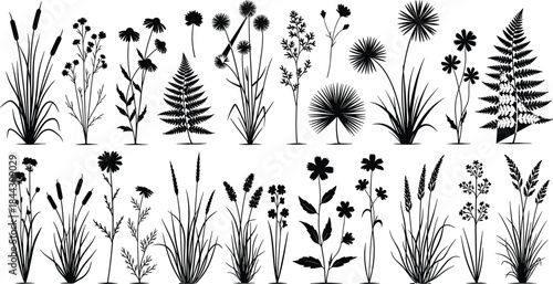 Grasses, Ferns, Rushes, and Flowering Plants for Landscape Architecture and Nature Graphics, Flat Illustration