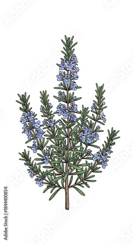 Rosemary Bush with Blue Flowers - A Botanical Illustration.