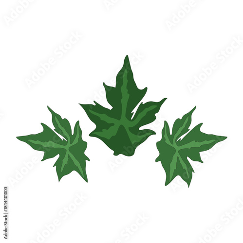 Fresh green maple leaves isolated on a white background, perfect for spring nature and botany themes