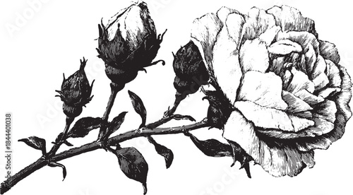Rose flower sketch in black and white. Detailed botanical illustration in a vintage style vector set.