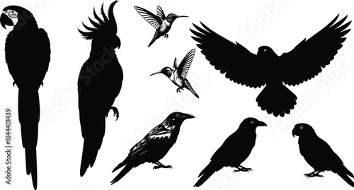 parrot, cockatoo, hummingbird, crow, and raptor in flying and standing poses, fauna vector set