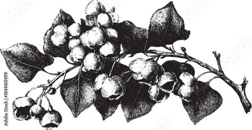 Vintage cotton branch illustration with detailed leaves and fruit. Black and white vector illustration captures the essence of nature and agriculture.
