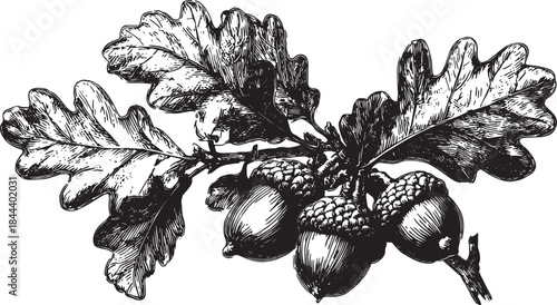 Acorn and leaves on an oak branch. Detailed botanical illustration in black and white vector set.