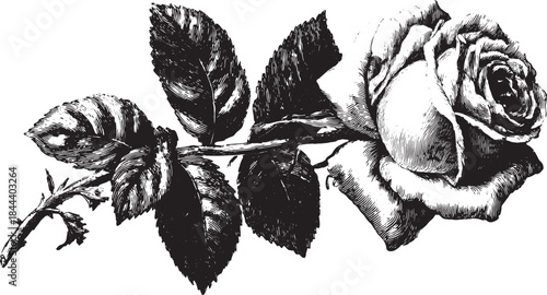 Rose flower illustration in black and white style. Detailed botanical vector graphic set of vintage floral art, featuring elegant leaves and simple design.