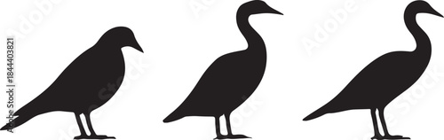 Standing Bird Silhouettes Vector Set - Swan, Crane, and Crow Black Icons
