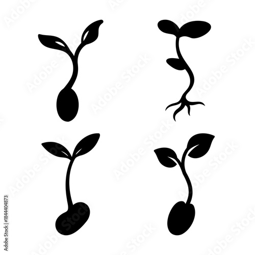 Plant germination process isolated seedling sprouts growth