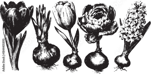 Vintage botanical illustration featuring tulips and hyacinths in black and white. Detailed floral vector set showcasing natural beauty and gardening concepts.