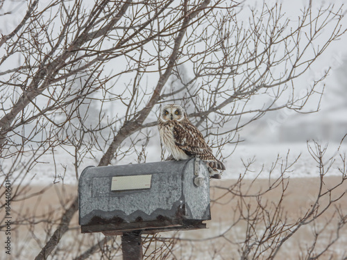 Short-eared Owl pausing momentarily along the farm fields to listen for the scurrying mice underfoot on a snowy winter day.