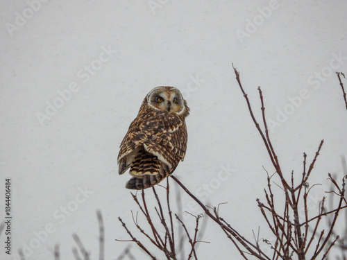 Short-eared Owl pausing momentarily along the farm fields to listen for the scurrying mice underfoot on a snowy winter day.