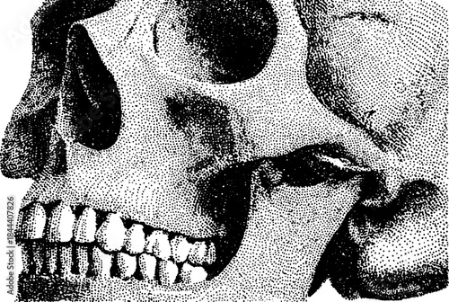 Human skull anatomy in detailed graphic style. Black and white vector illustration emphasizing structure and form.