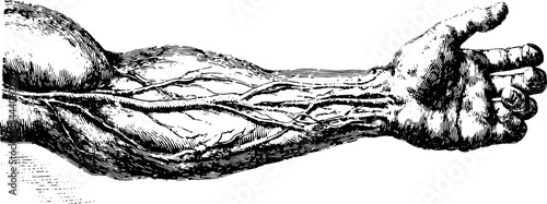 Vintage anatomical arm illustration. Detailed line drawing showcasing muscles and bones in a scientific vector set for educational purposes.