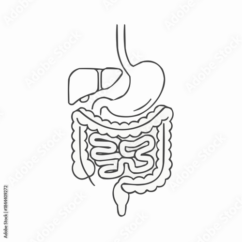 Simple line art illustration of the human digestive system including stomach liver and intestines