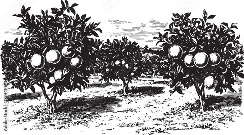 Citrus orchard with hand-drawn lemon and orange trees. Black and white vector illustration highlighting nature and agricultural elements.